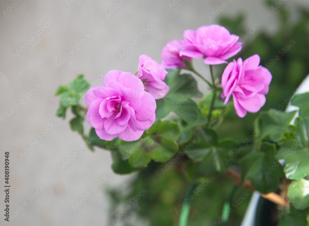 Blooming 
