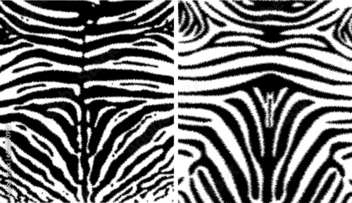 Zebra print, animal skin, line background, Amazing hand drawn vector illustration. Poster, banner. Black and white artwork, 