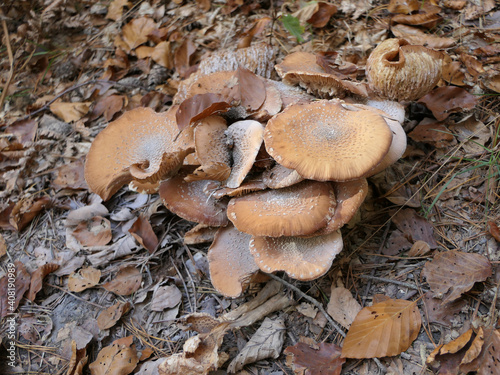 Palatinate Forest, A Group Of Mushrooms, Rhineland Palatinate