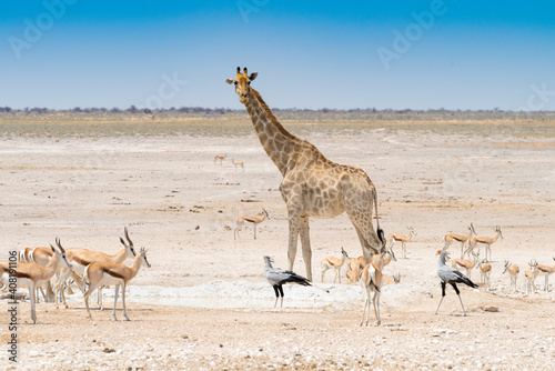 Giraffe Secretary Birds And Jumpbucks At A Waterhole In Etosha Namibia