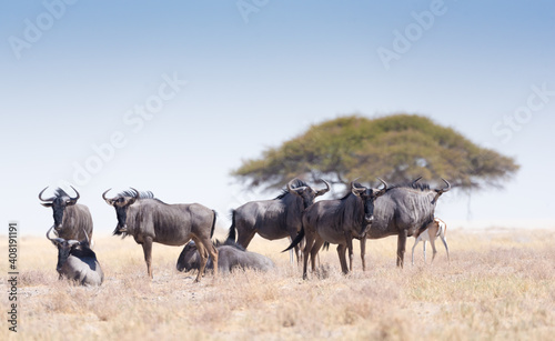 Blue Wildebeest In Etosha National Park Namibia