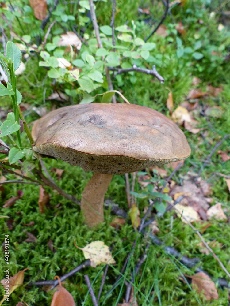 Brown Mushroom On Forest Floor Brown Mushroom On Forest Floor