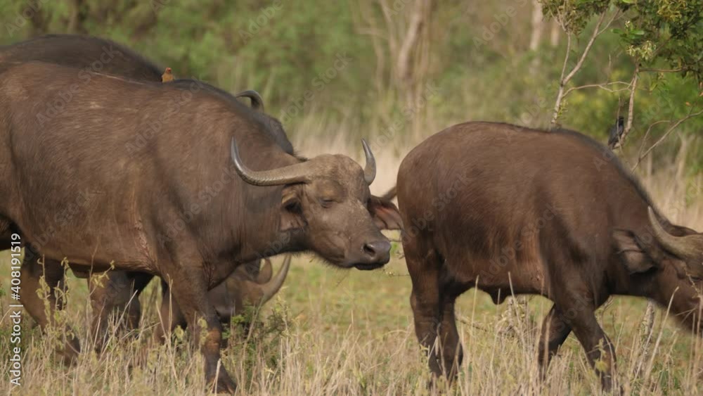 Cape buffalo herd migrating across grass plains, tracking shot. Cape buffalo herd migrating across grass plains, tracking shot.
