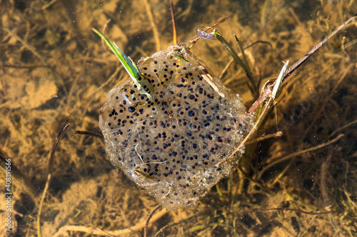 Frogspawn, A Gelatinous Mass Of Frog Eggs, Laid In Pond, Switzerland