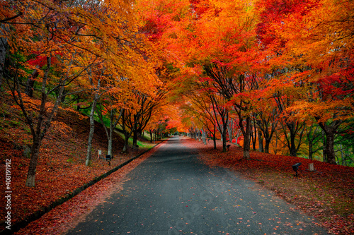 長野県箕輪町もみじ湖の紅葉　紅葉湖　箕輪ダム