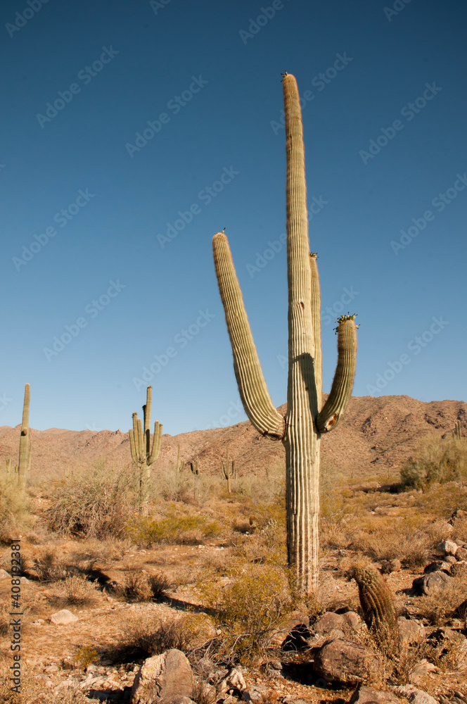 Saguaro Cacti in White Tank Mountain Park Saguaro Cacti in White Tank Mountain Park