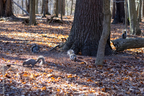Eastern grey squirrels in the park