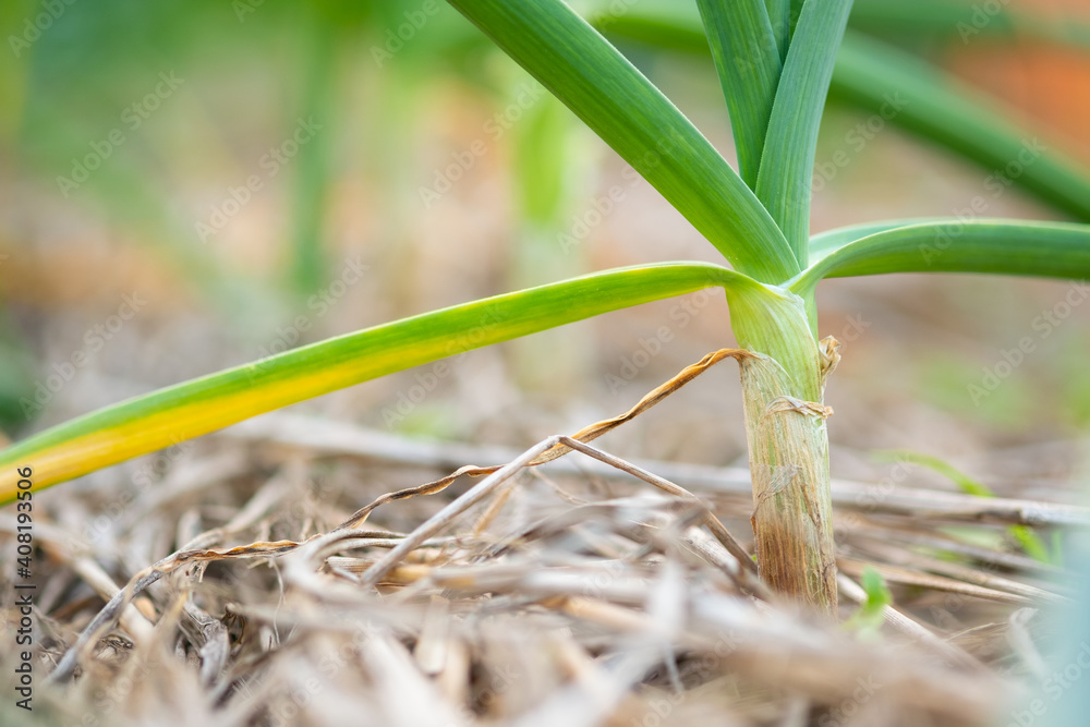 Leeks are growing in the field.Selective focus leek in row. Leeks are growing in the field.Selective focus leek in row.