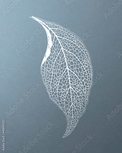 Beautiful engraved Adelaster Albivenis leaf vintage vector, remix from original artwork of Benjamin Fawectt
