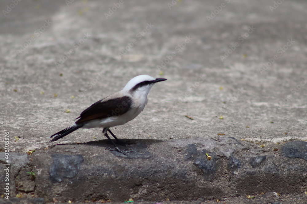 Fototapeta premium black backed gull