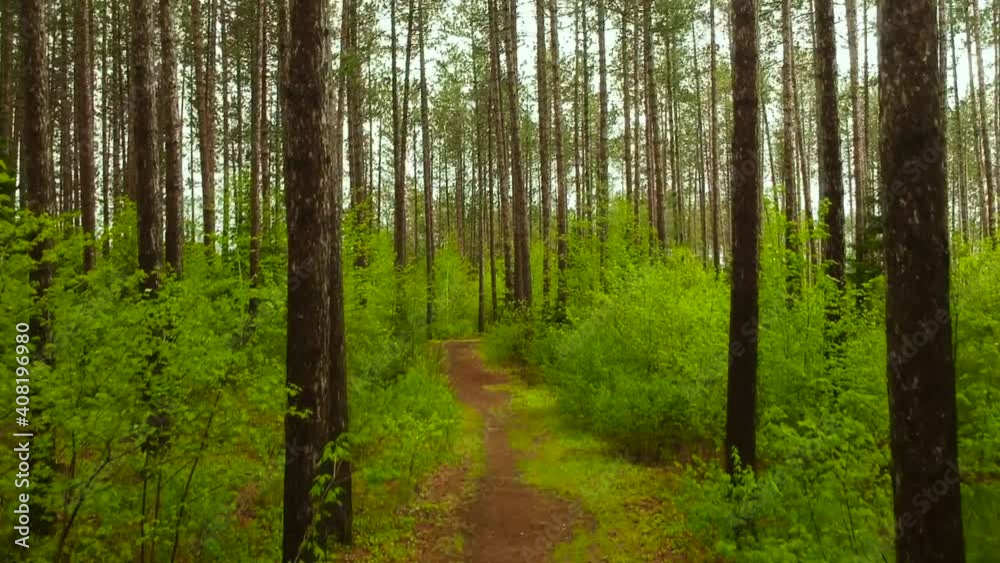 Dolly in drone shot of path surrounded by tall green pine trees in a national park in ontario, Canada. This is a very popular location to take a peaceful walk. Dolly in drone shot of path surrounded by tall green pine trees in a national park in ontario, Canada. This is a very popular location to take a peaceful walk.