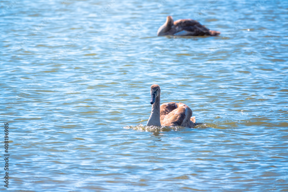Fototapeta premium A young brown coloured white swan swims on the water. Portrait of a young gray swan swimming on a lake.