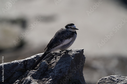 white wagtail on the rock