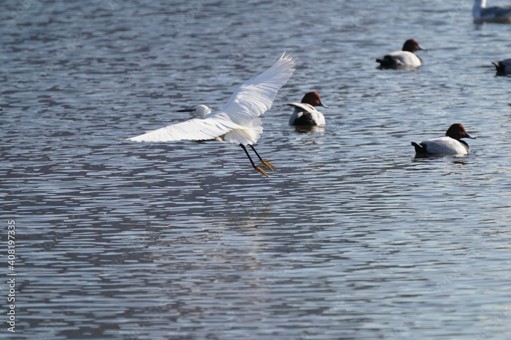 egret in flight egret in flight