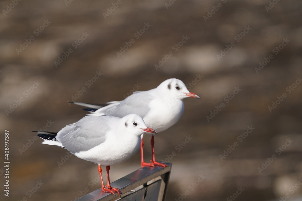 black headed gull on the board black headed gull on the board
