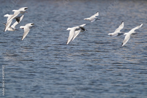 black headed gull in flight