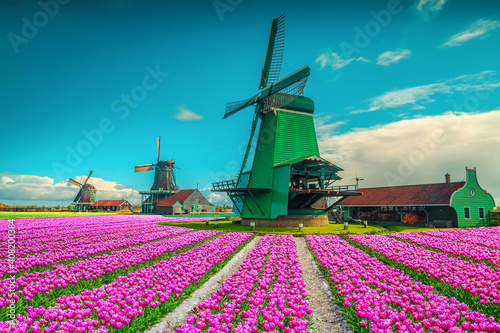 Amazing colorful tulip fields with old windmills in Netherlands
