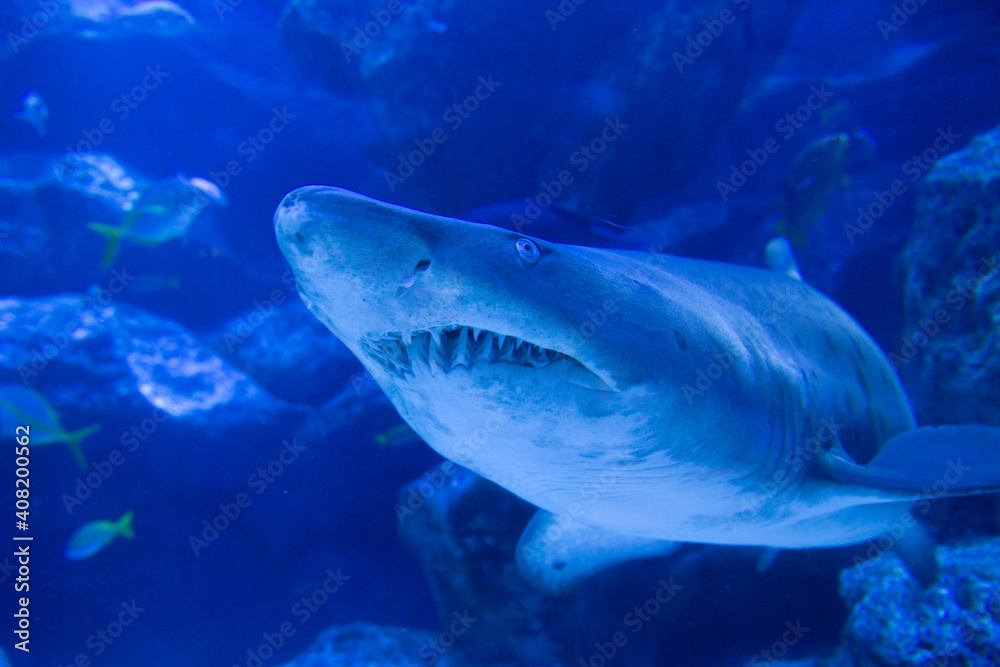 Fototapeta premium シロワニさん