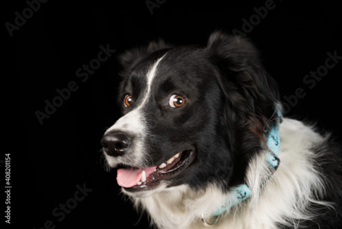 Studio image of a Border Collie on a black background.