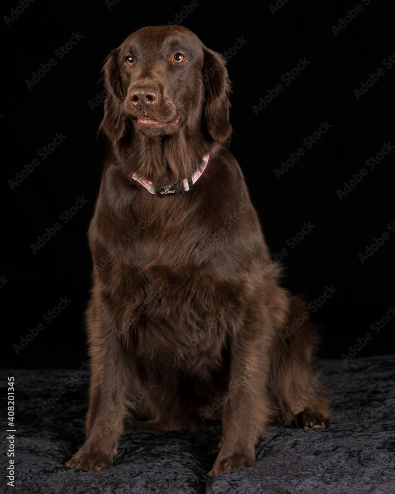 Studio image of a Flat Coat Retriever with a black background.