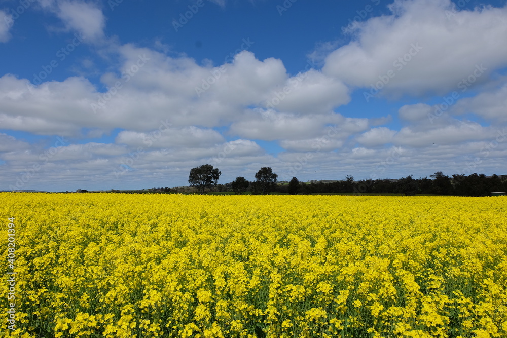 Canola Field Canola Field