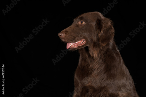 Studio image of a Flat Coat Retriever with a black background. © strotter13