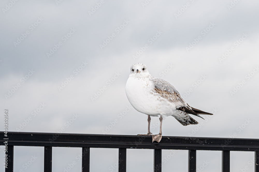 Beautiful second winter ring billed gull spotted along the harbor Beautiful second winter ring billed gull spotted along the harbor