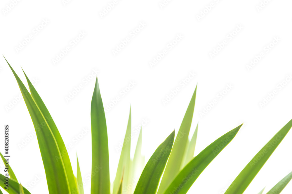 Fototapeta premium Blur nature green New Zealand cabbage leaves isolated on white background.