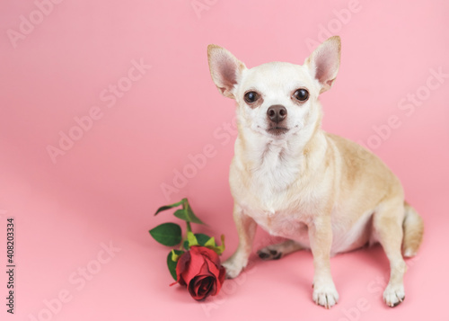  brown Chihuahua dog looking at camera, sitting  by red rose on pink background. Funny  pets  and Valentine's day concept
