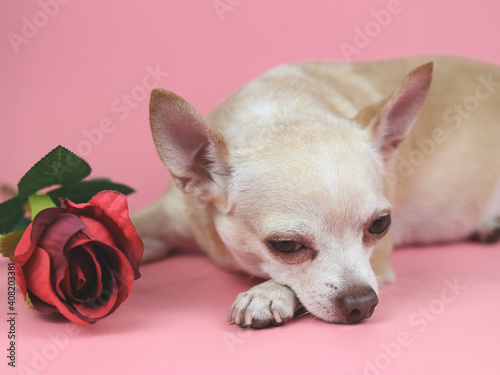 brown Chihuahua dog  lying down with red rose on pink background. Cute  pets  and Valentine's day concept