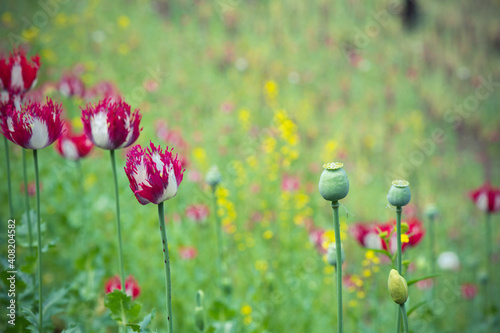 Tableau sur toile Poppy Poppy (Papaver somniferum) Poppy flower in the garden.