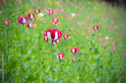 Tableau sur toile Poppy Poppy (Papaver somniferum) Poppy flower in the garden.