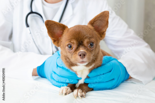 A veterinarian examines a chihuahua puppy with a stethoscope. Selective focus on the dog.
