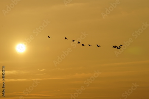  Flying cranes