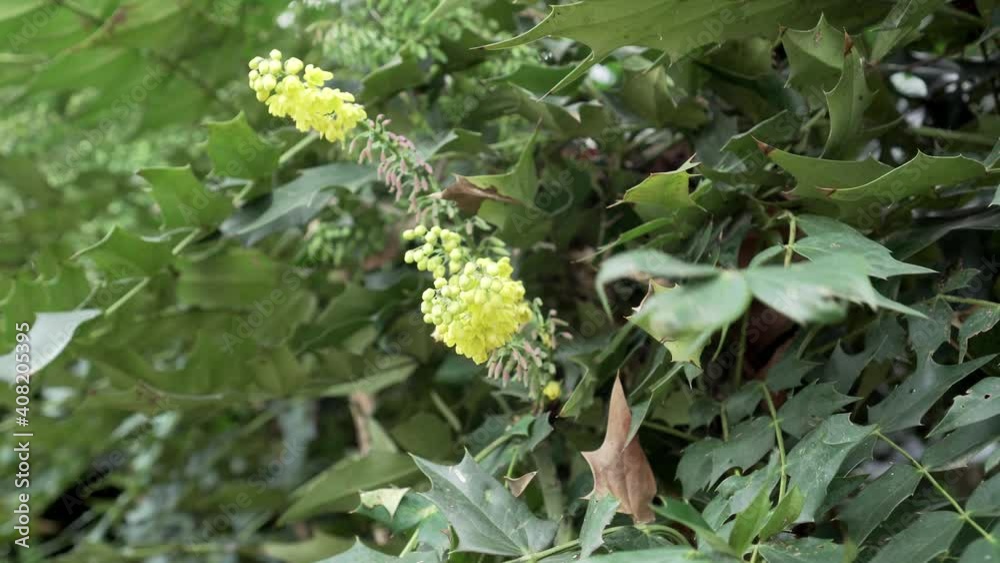 Yellow flowers of a bush with green spiky foliage. Close-up Yellow flowers of a bush with green spiky foliage. Close-up