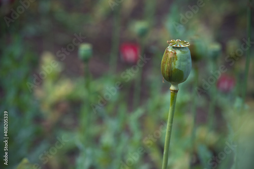 Opium poppy detail, father, Verginseng, Nifferum