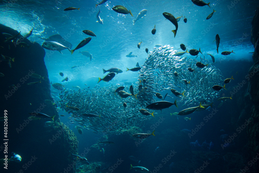 Fototapeta premium イワシの大群がつくる大魚