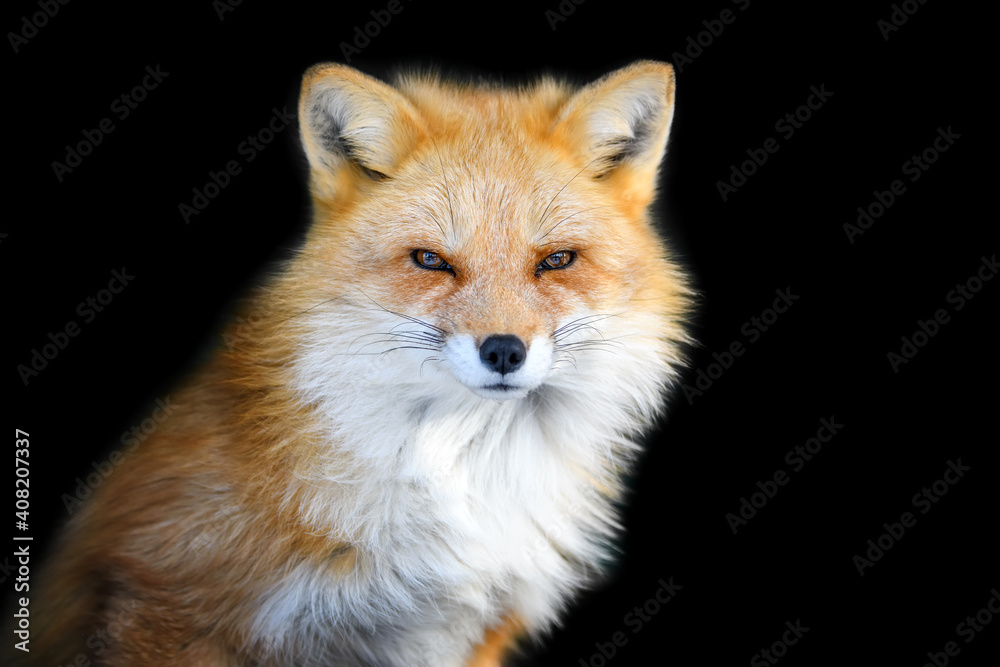 Close up view red fox. animal isolated on a black background Stock Photo | Adobe Stock