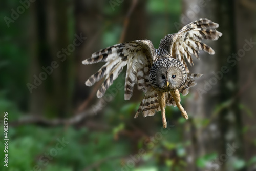 Ural Owl fly in summer forest