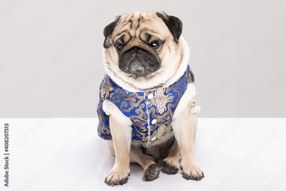 Happy dog pug breed in Chinese New Year costume for Happy and lucky year