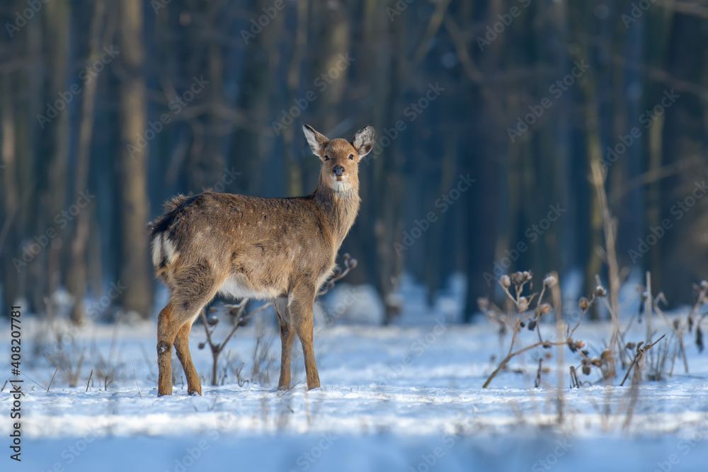 Fototapeta premium Close young majestic red deer in winter forest. Cute wild mammal in natural environment