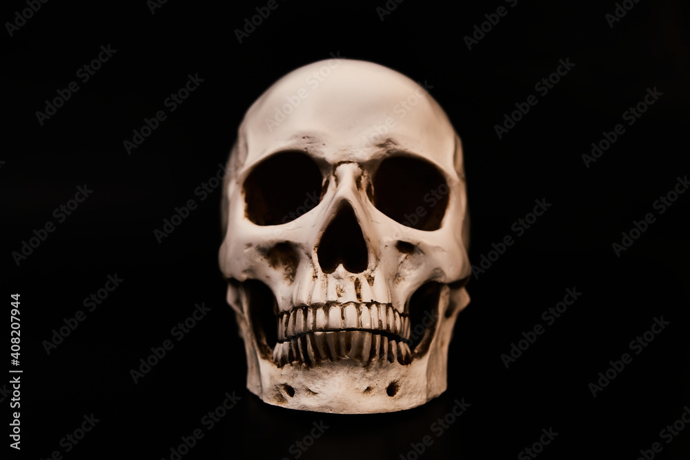 Human skull model on a black background. Low-key photo.