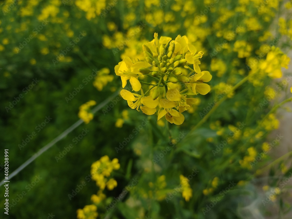 Mustard flowers with Beautiful nature. Mustard field background texture Landscape, yellow rapeseed field, close up. fresh canola flowers. Mustard flowers with Beautiful nature. Mustard field background texture Landscape, yellow rapeseed field, close up. fresh canola flowers.