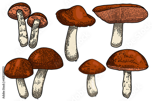Set of Illustrations of forest mushrooms in engraving style. Design element for poster, card, banner, sign. Vector illustration