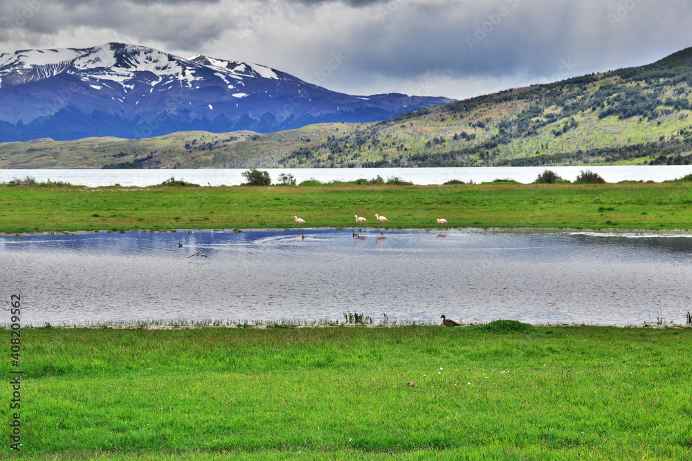 Flamingo in Torres del Paine National Park, Patagonia, Chile
