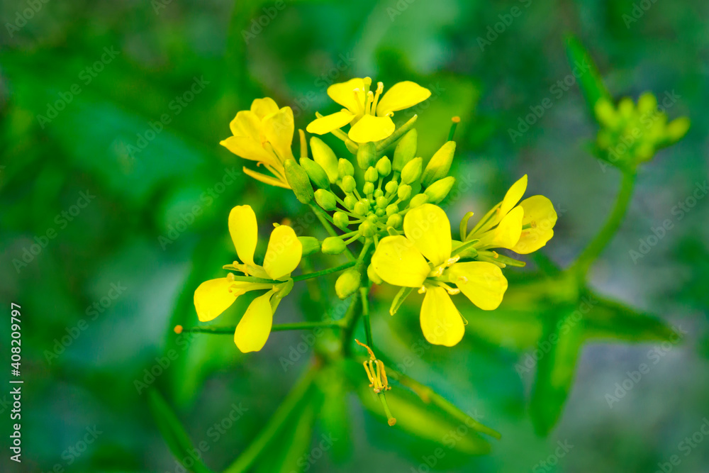 Bloomed mustard flowers closeup views on the fields. Bloomed mustard flowers closeup views on the fields.