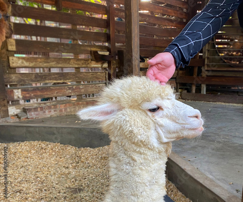 The llama is a domesticated South American camelid, Llama, South American member of the camel family, closely related to the alpaca, guanaco, and vicuna, which are known collectively as lamoids. photo