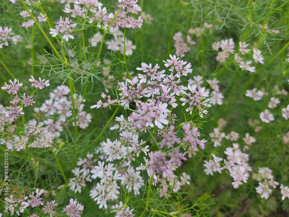 small Beautiful flowers in the Field.flowers for background texture.beautiful nature in spring. small Beautiful flowers in the Field.flowers for background texture.beautiful nature in spring.