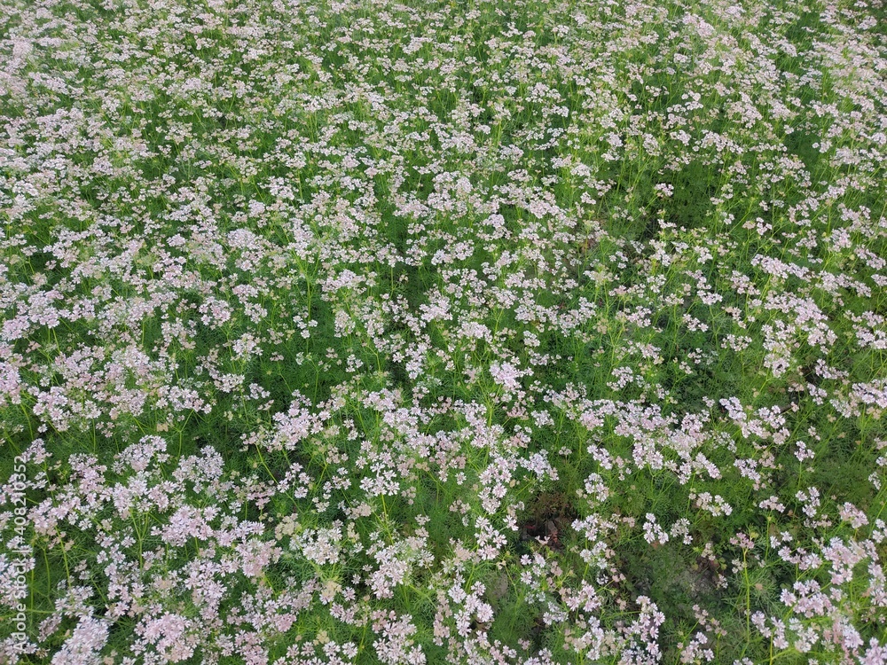 small Beautiful flowers in the Field.flowers for background texture.beautiful nature in spring. small Beautiful flowers in the Field.flowers for background texture.beautiful nature in spring.