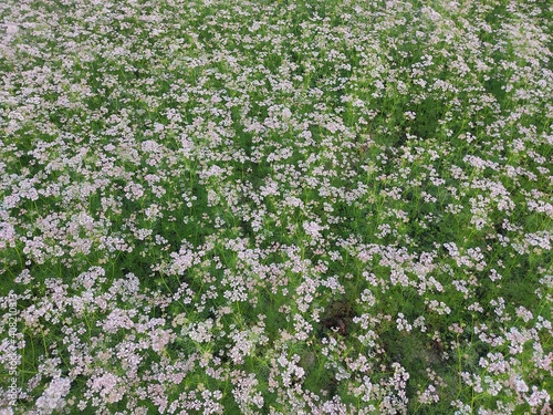 small Beautiful flowers in the Field.flowers for background texture.beautiful nature in spring.